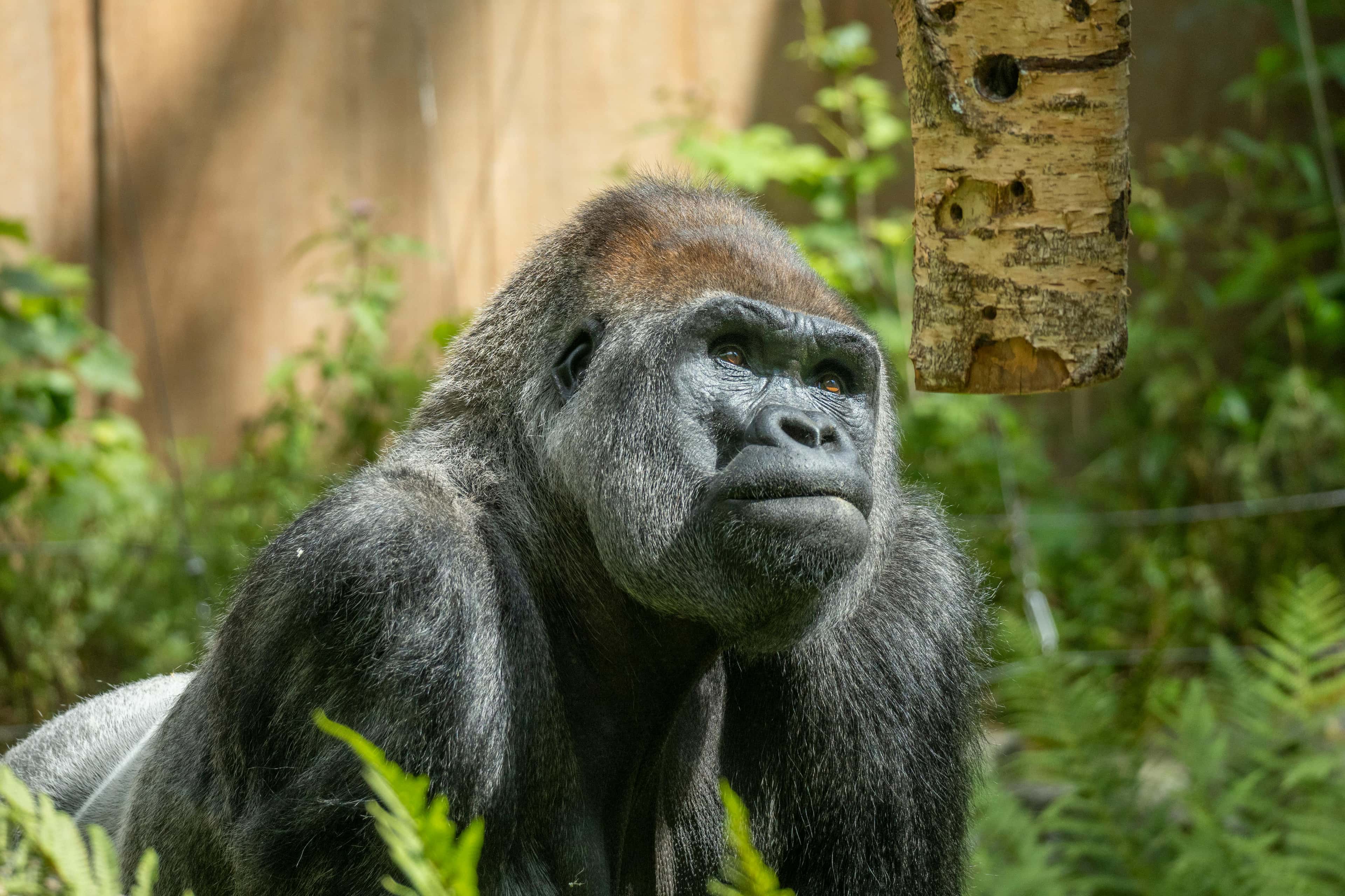 Ein nachdenklicher Gorilla blickt in die Ferne, umgeben von üppigem Grün.