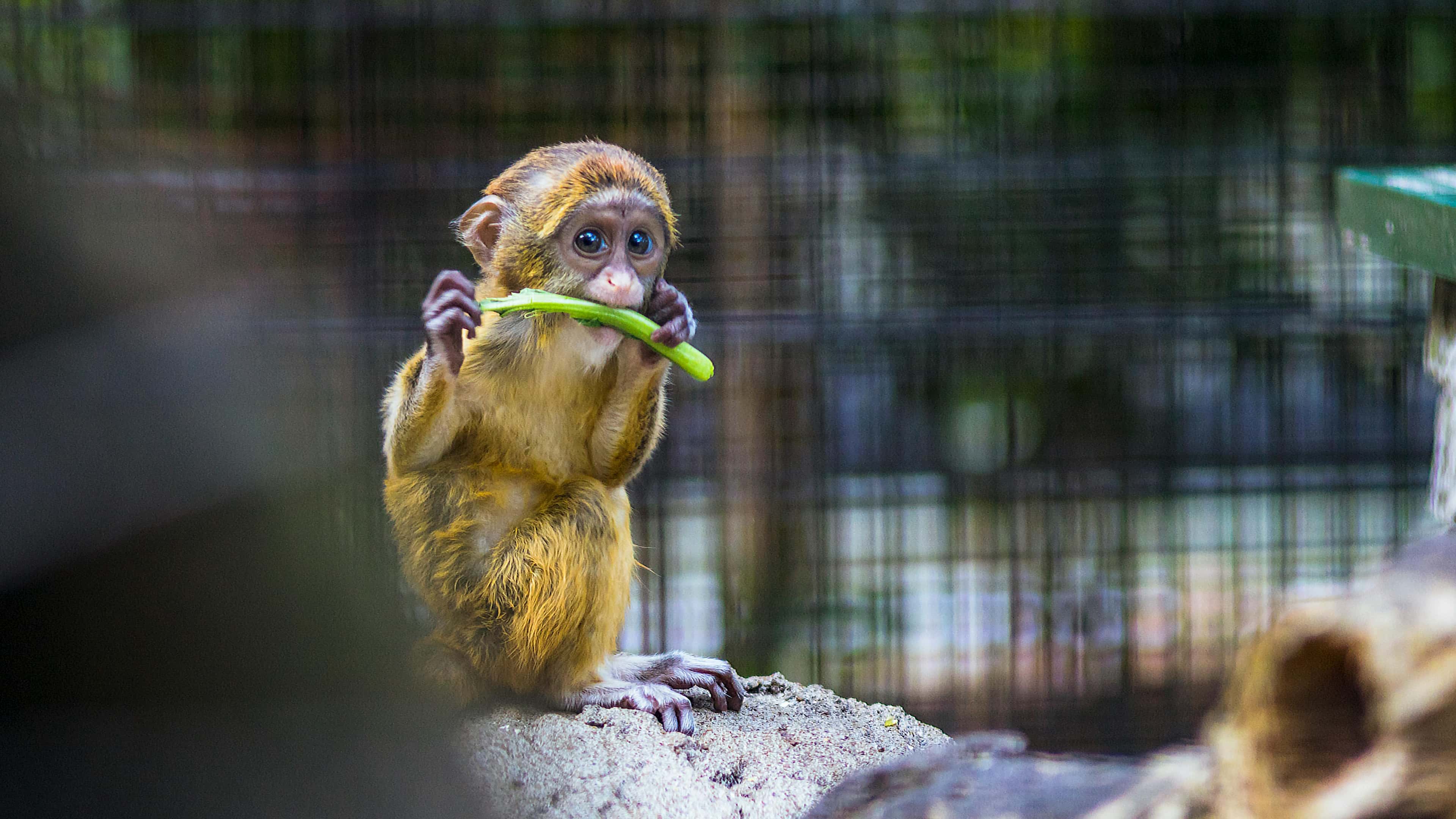 Affen baby frisst mit Genuss Pflanzen.