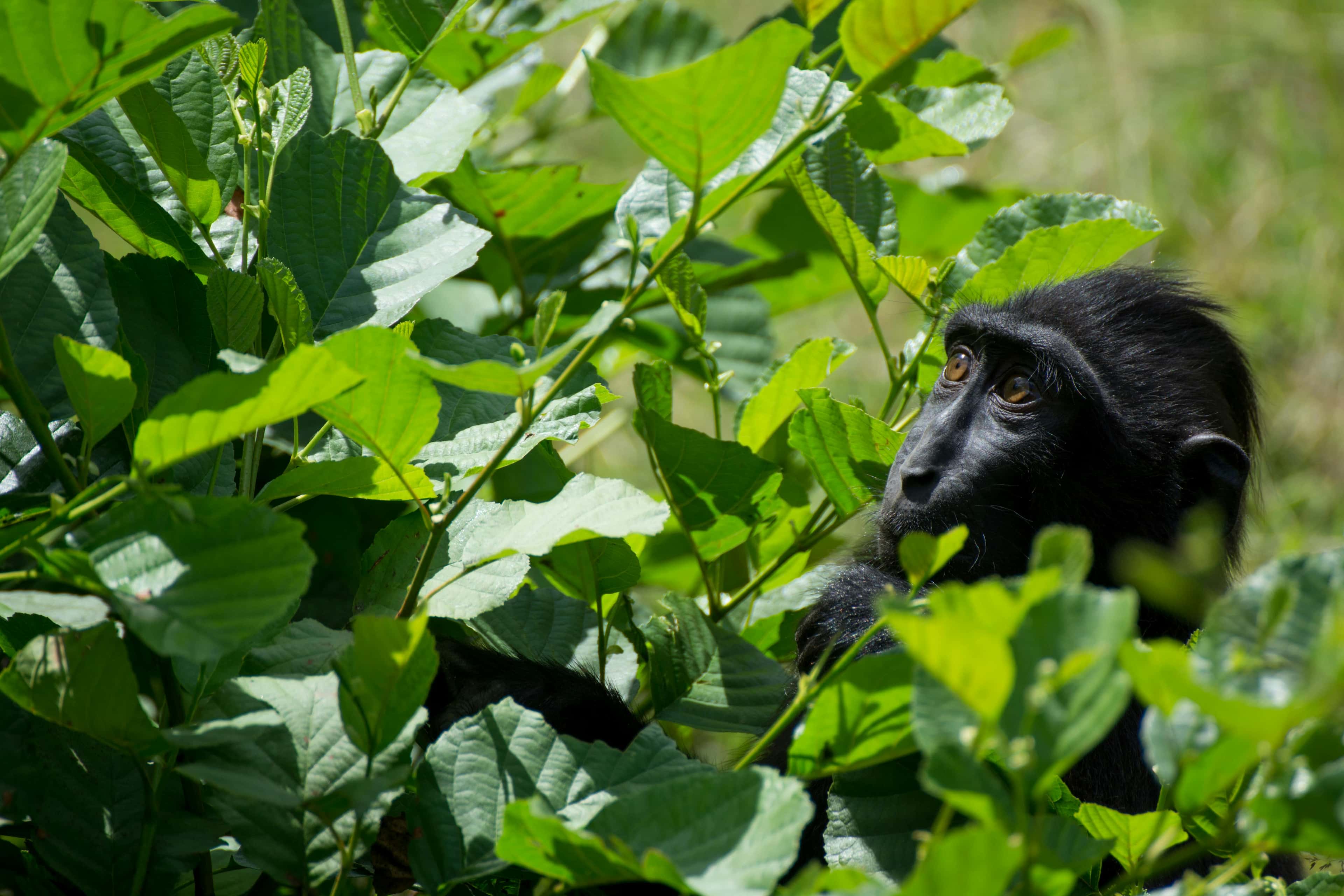 Ein junger Gorilla versteckt sich neugierig hinter grünen Blättern.