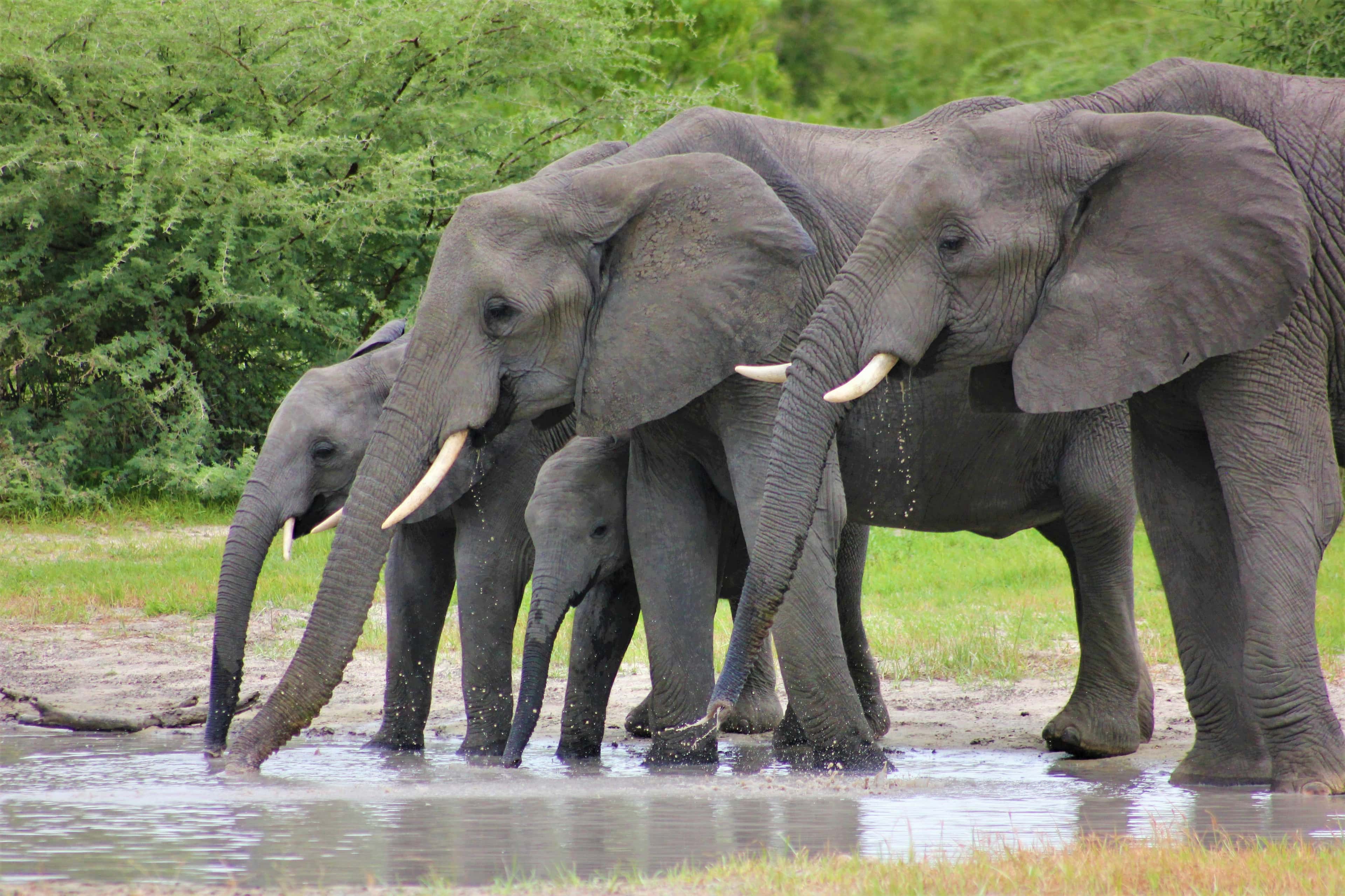 Eine Herde Elefanten watet durch ein Wasserloch umgeben von grüner Vegetation.
