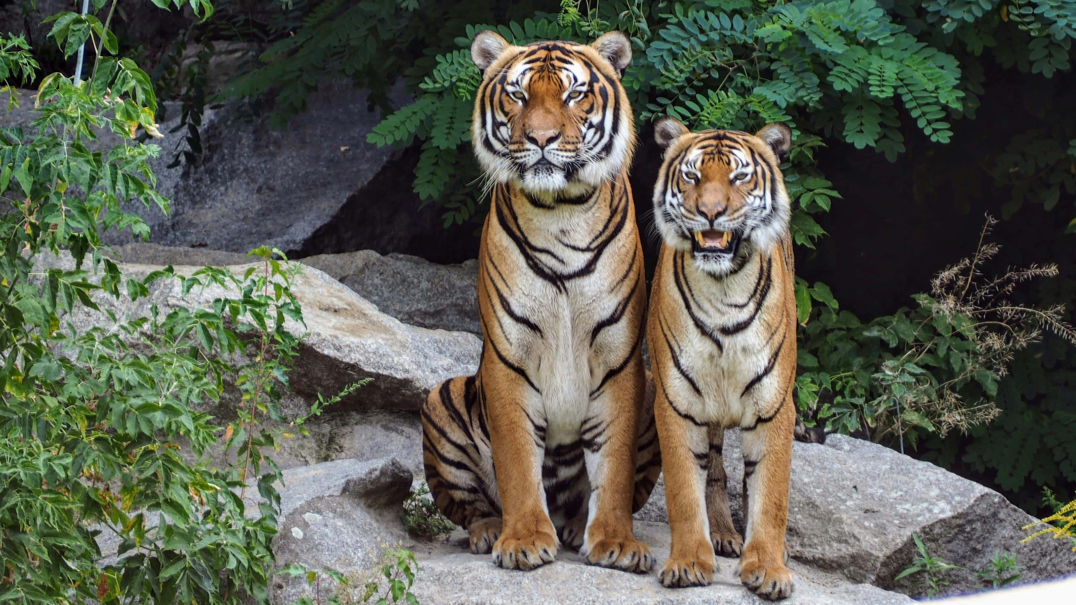 Zwei Tiger stehen nebeneinander auf Felsen mit grünen Blättern im Hintergrund.