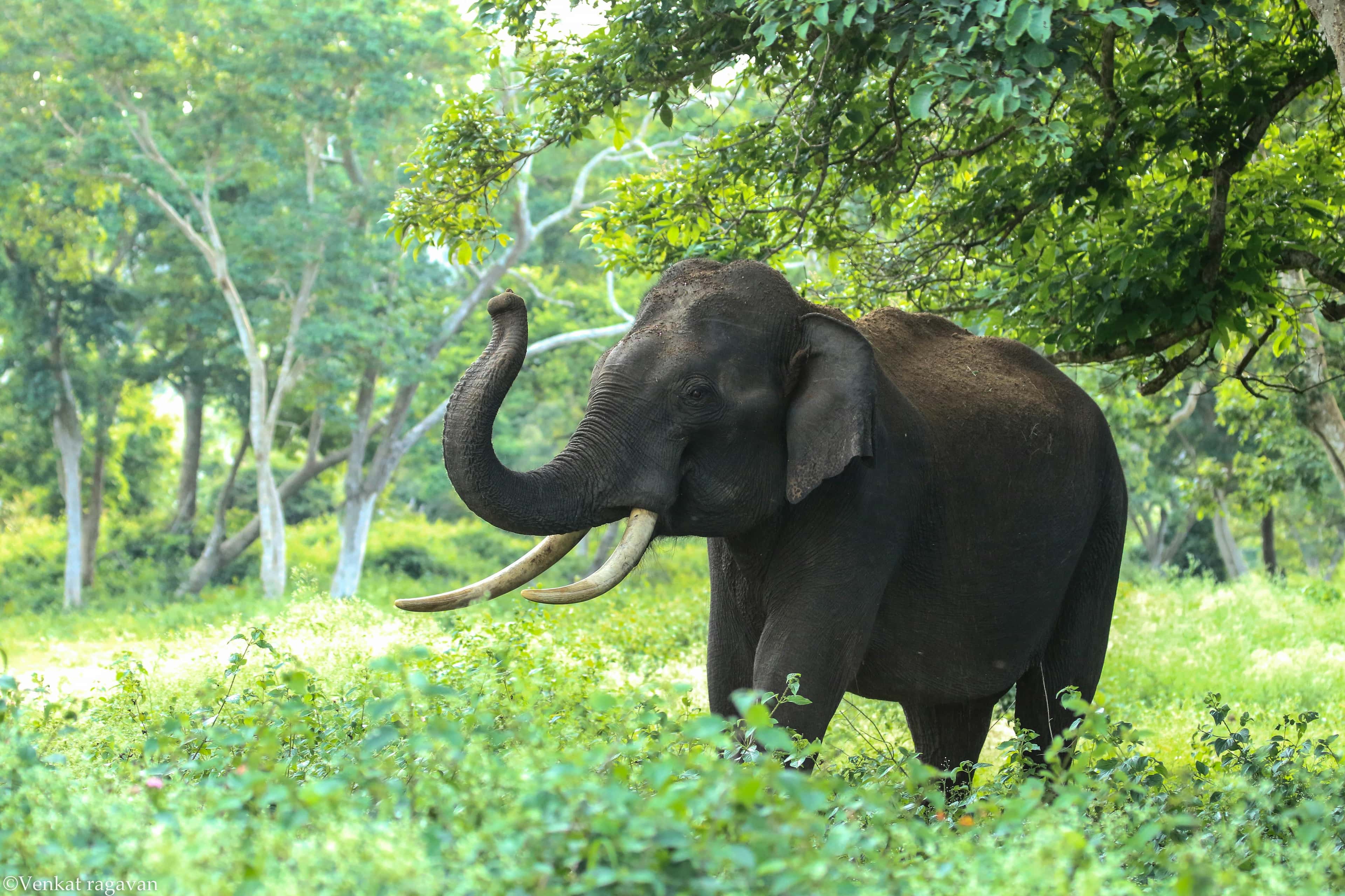 Ein Elefant steht in einem grünen Wald, sein Rüssel ist erhoben und die Stoßzähne sind sichtbar.
