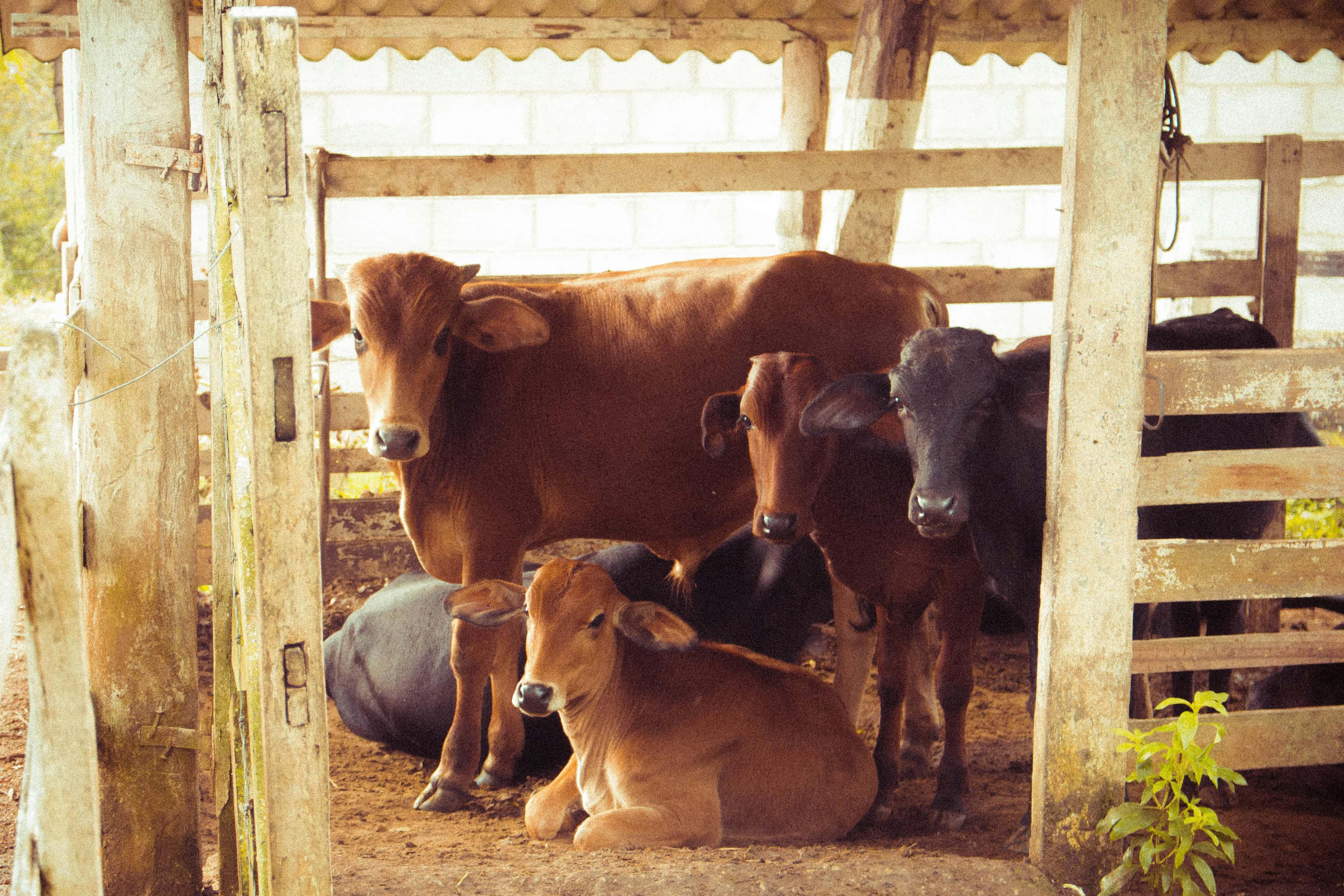 Mehrere Kühe in einem Stall