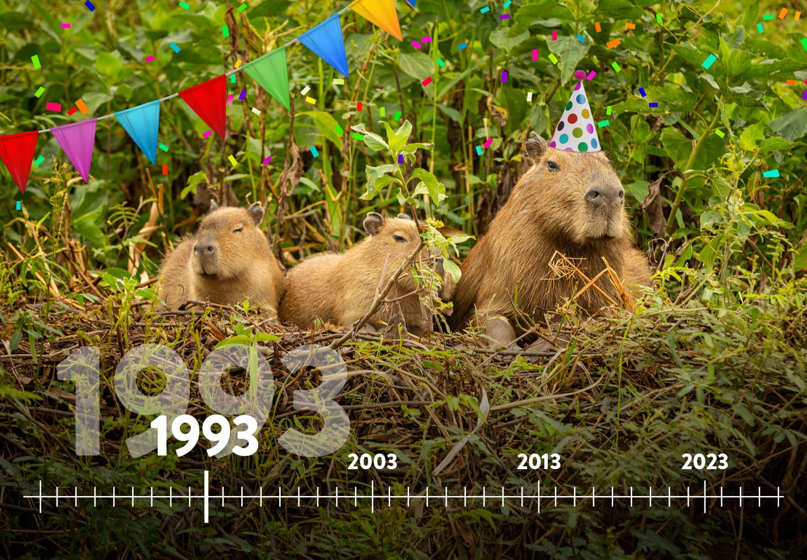 Ein Zeitstrahl von 1993 bis in die Zukunft im Hintergrund sind mehreren Capybaras.