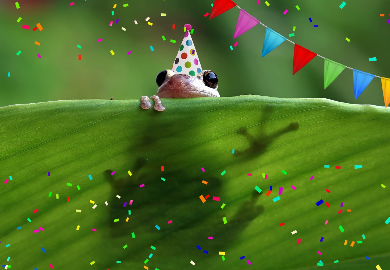 Ein kleiner Frosch mit Partyhut schaut über eine Pflanze.