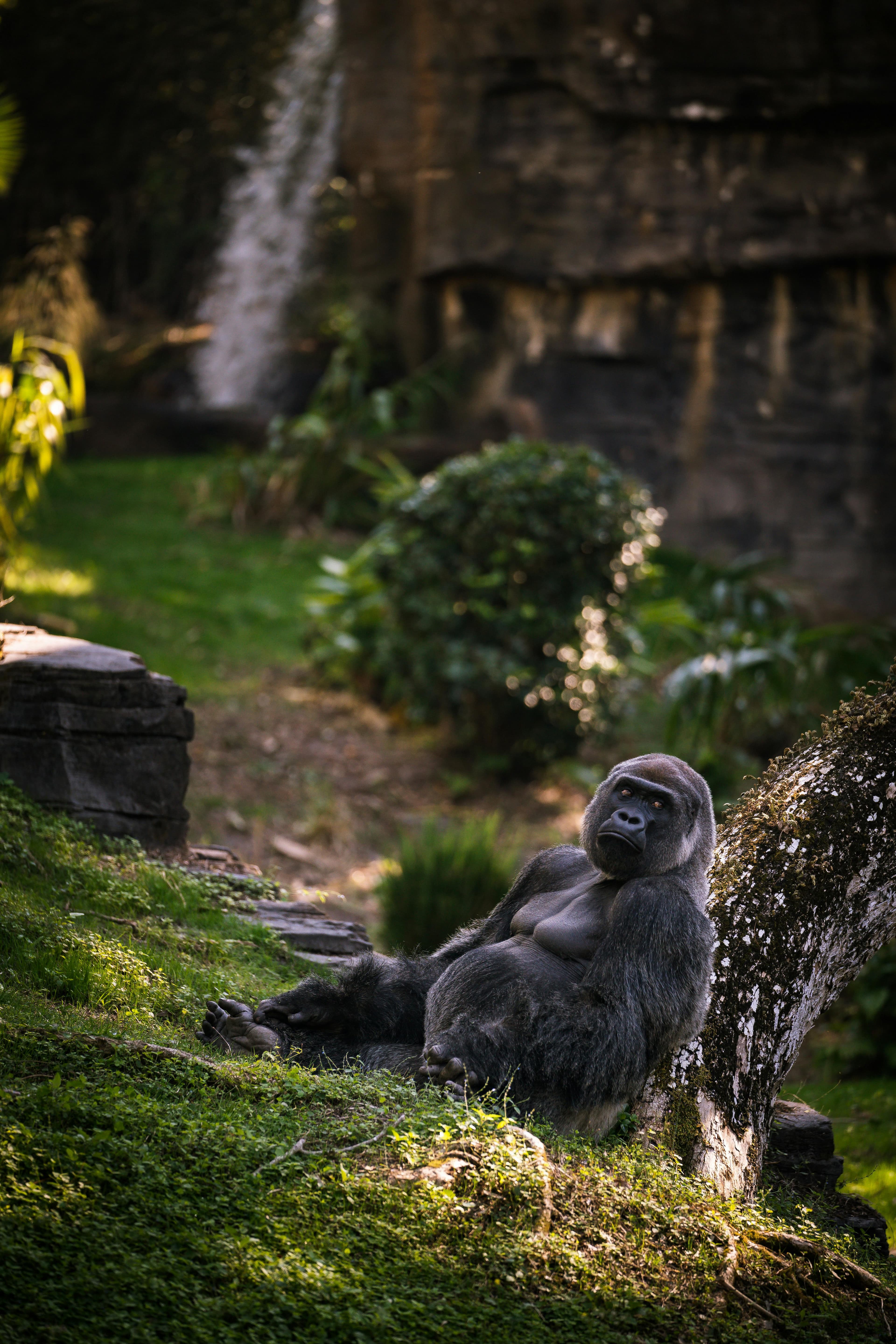 Ein Gorilla lehnt entspannt an einem Baumstamm in seinem Gehege mit einer üppigen, grün bewachsenen und felsigen Landschaft im Hintergrund.