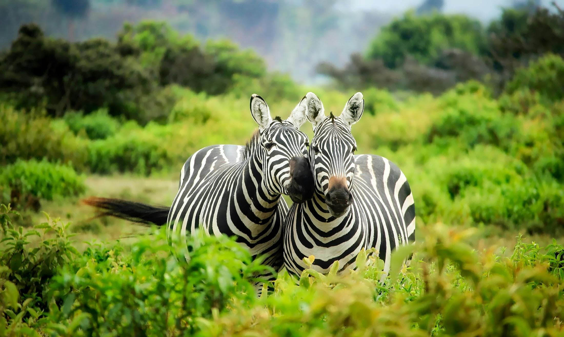 Zwei Zebras im grünen.
