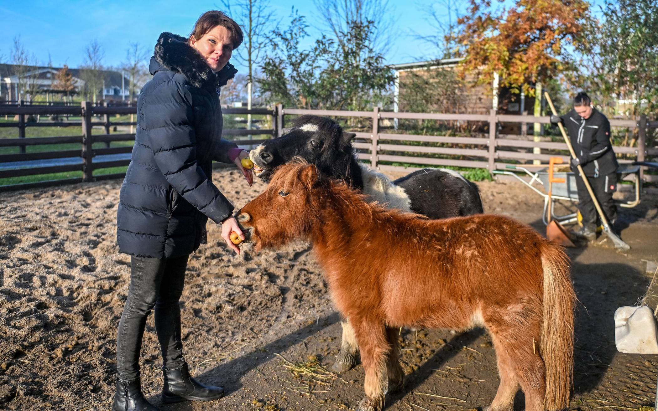 Dr. Stephanie Winkendick füttert zwei Ponys