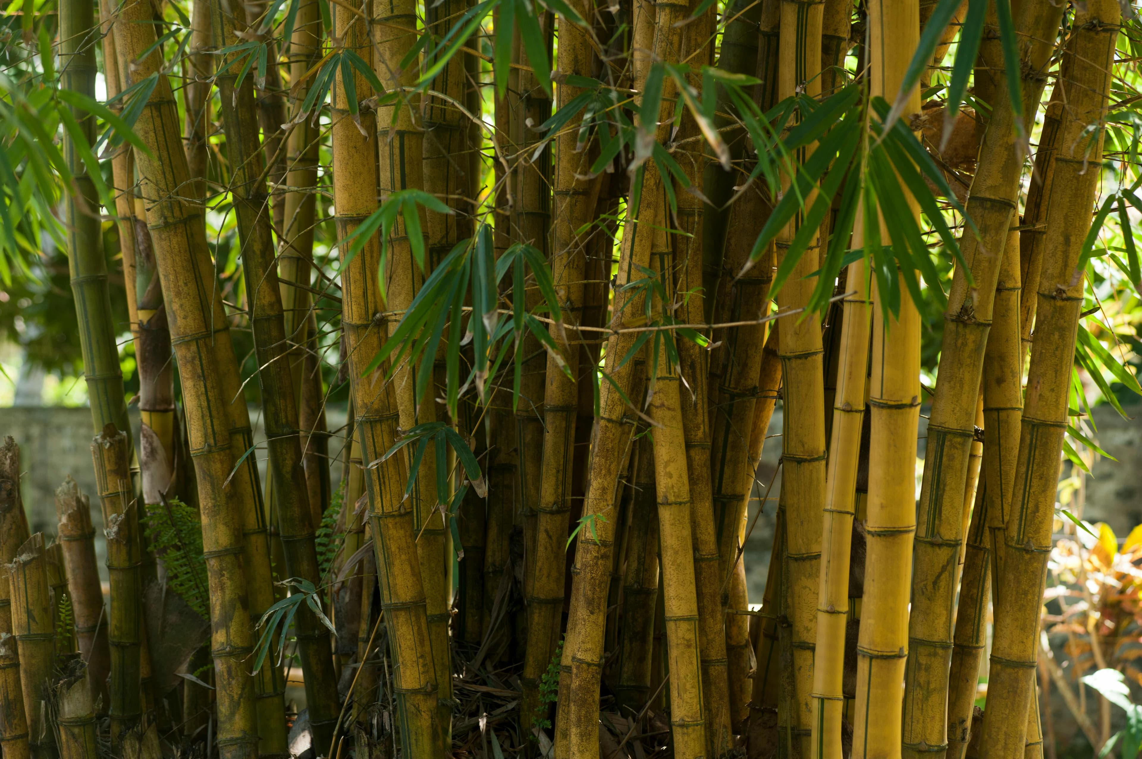 Sehr viele Bambus Pflanzen