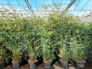 Phyllostachys bissetii
