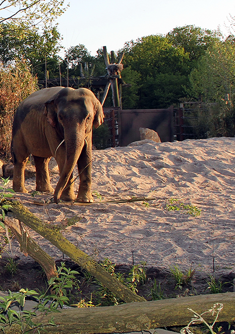 Ein einzelner Elefant steht auf sandigem Untergrund innerhalb eines Geheges mit natürlicher Vegetation im Hintergrund.