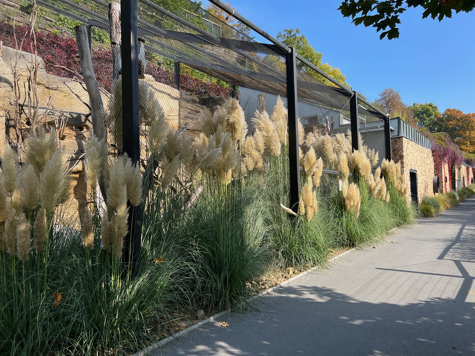 Lots of pampas grass behind a trellis.