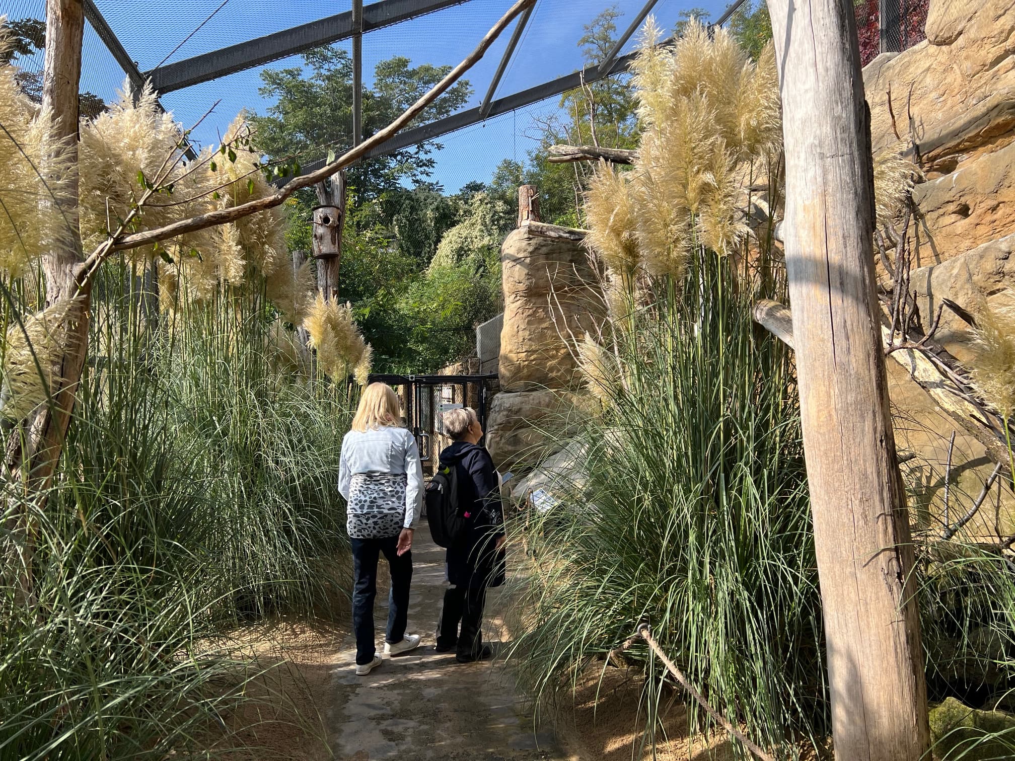 A path through a zoo or animal park, flanked by tall pampas grasses and other green plants. Two people are walking along the path, surrounded by natural rocks and wooden structures, with a large net over the area, presumably to protect or demarcate the area. It is a sunny day and the light is filtering through the netting, adding depth to the natural colours and textures.