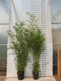 Phyllostachys bissetii