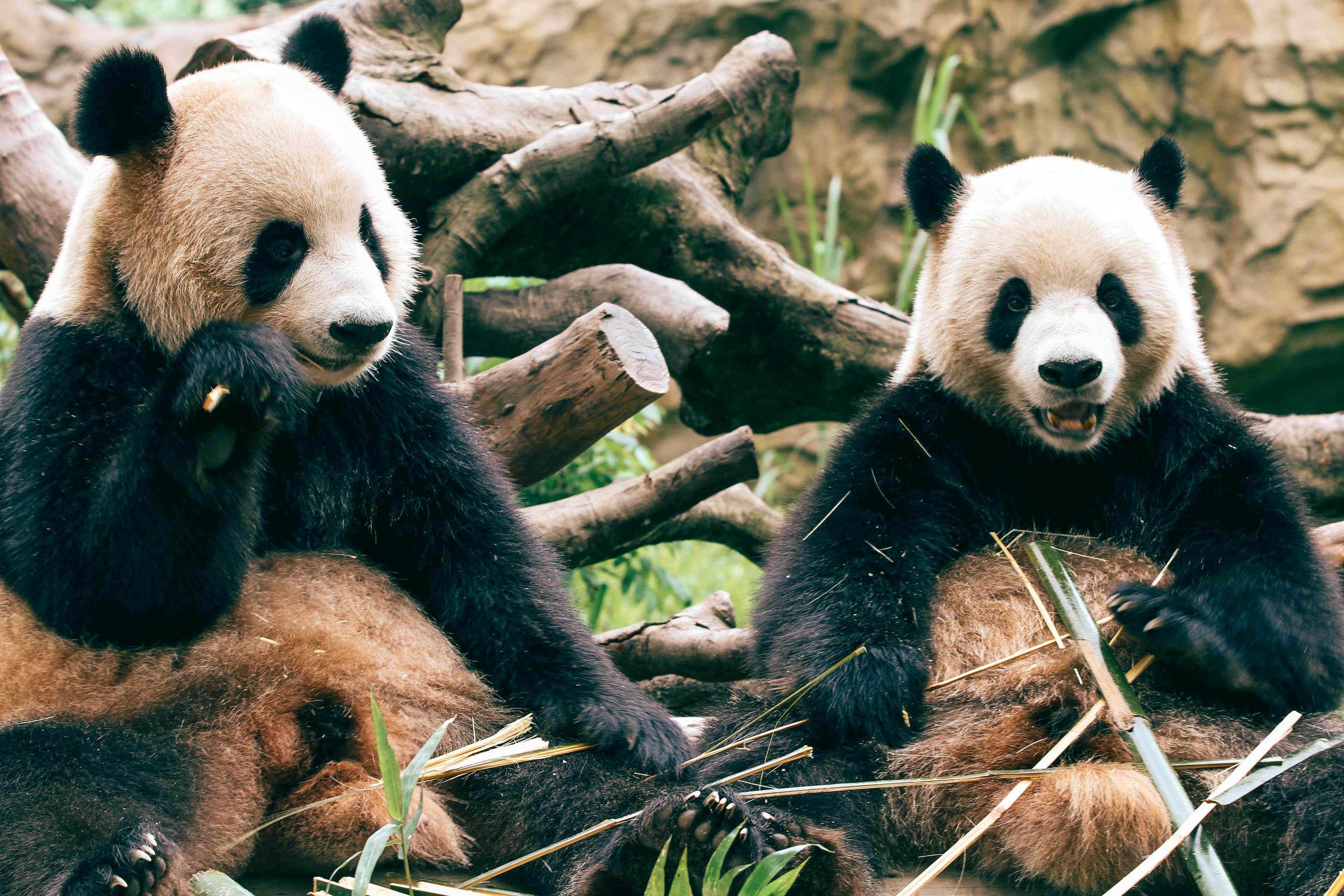 Two giant pandas sit next to each other and eat bamboo.